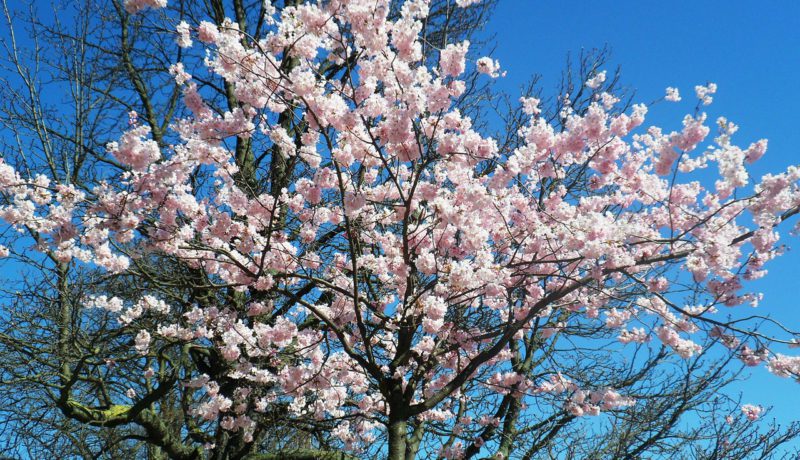 Cerisiers en fleurs - avril - LBO SERVICES - Brabant Wallon